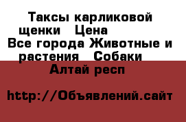 Таксы карликовой щенки › Цена ­ 20 000 - Все города Животные и растения » Собаки   . Алтай респ.